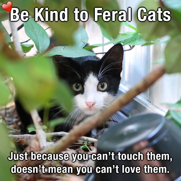None Other - ❤️Please TNR❤️